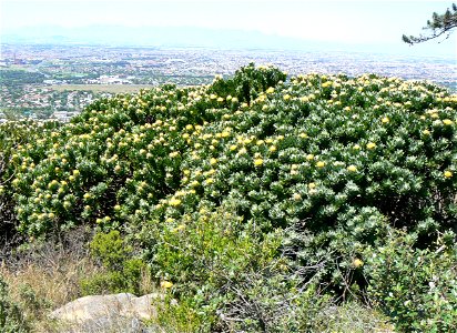 Leucospermum conocarpodendron subspecies conocarpodendron. Table Mountain Tree Pincushions. Cape Town. photo