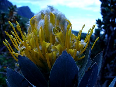 Leucospermum conocarpodendron subsp. conocarpodendron — flower.

Kirstenbosch National Botanical Garden, Cape Town.