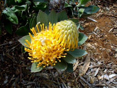 Leucospermum conocarpodendron subsp. conocarpodendron — flower.

Kirstenbosch National Botanical Garden, Cape Town.