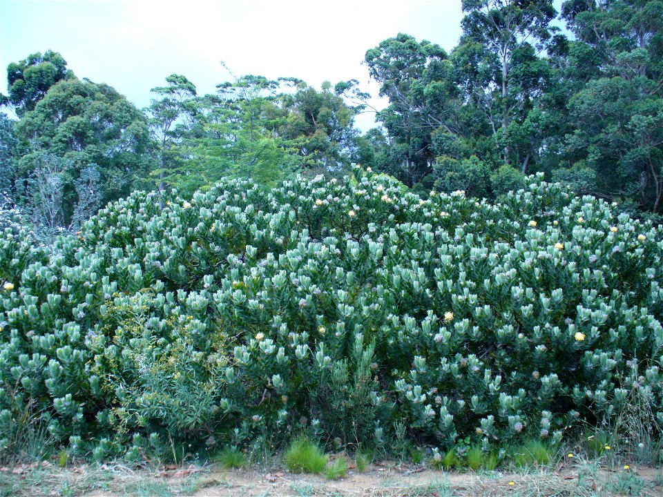 Leucospermum conocarpodendron subsp. viridum bush aspect