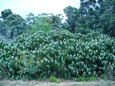 Leucospermum conocarpodendron subsp. viridum bush aspect photo