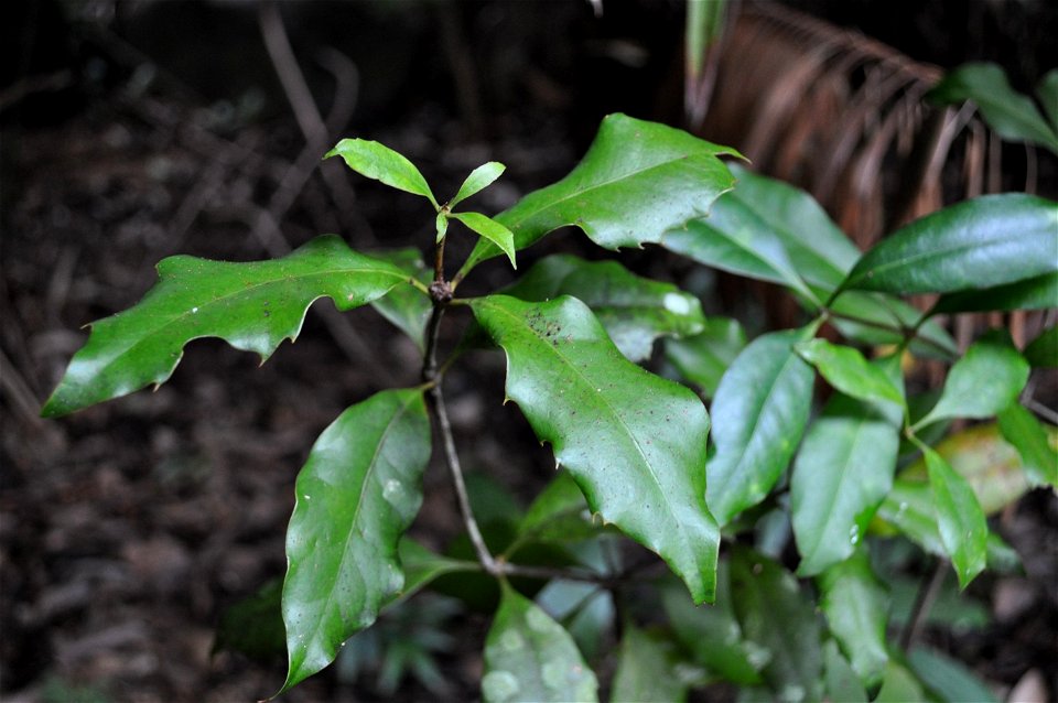 Juvenile Eidothea zoexylocarya from Atherton CSIRO Arboretum, Qld