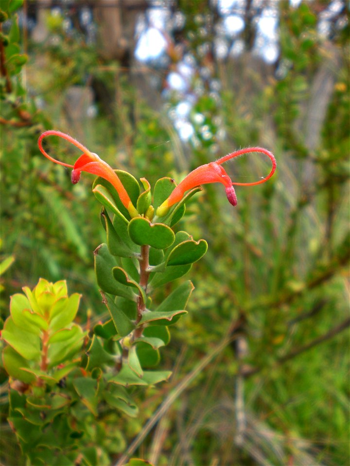 A specimen of Basket Flower photographed in Big Grove, Albany, Australia