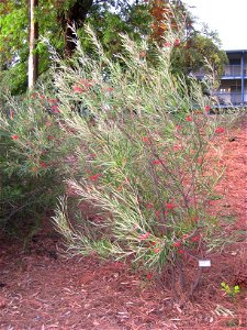 University of California at Davis arboretum, Davis, California, USA - Grevillea oleoides (syn. Grevillea speciosa subsp. oleoides) photo