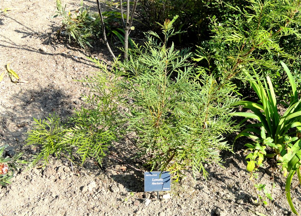 Botanical specimen in the Jardin Serre de la Madone, Menton, Alpes-Maritimes, France.