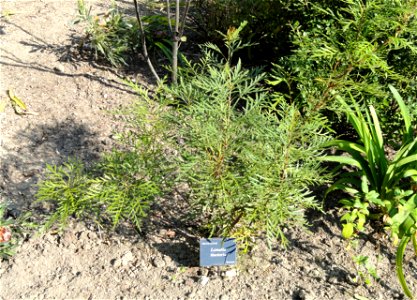 Botanical specimen in the Jardin Serre de la Madone, Menton, Alpes-Maritimes, France.