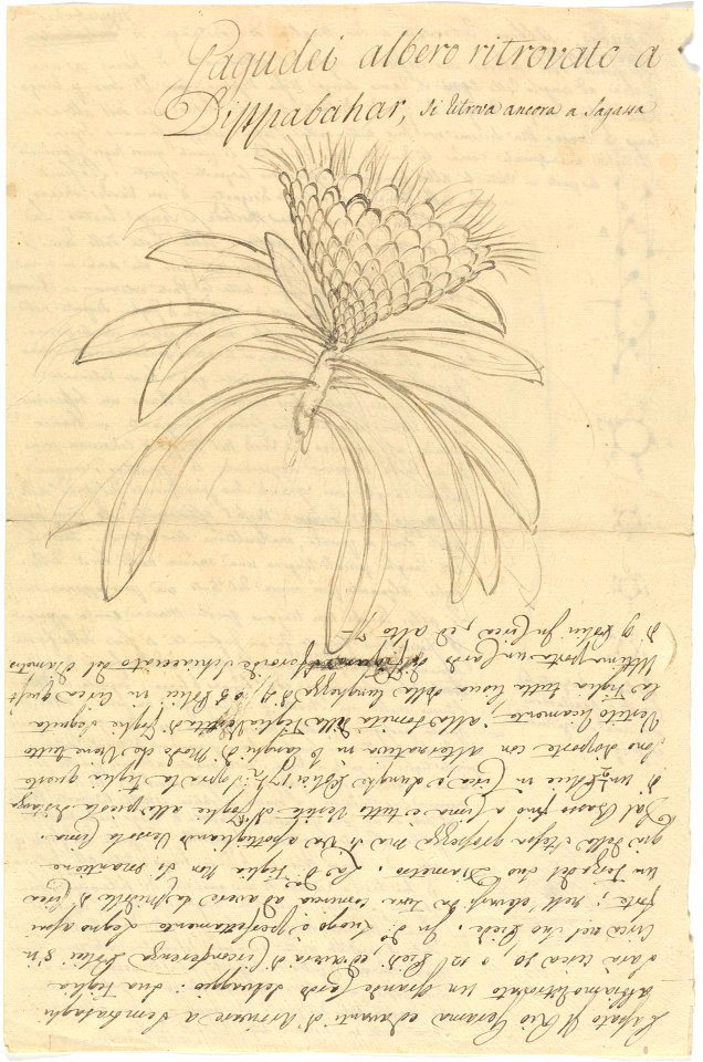 Gagudei (Protea gaguedi) title QS:P1476,en:"Gagudei (Protea gaguedi) "
label QS:Len,"Gagudei (Protea gaguedi) "