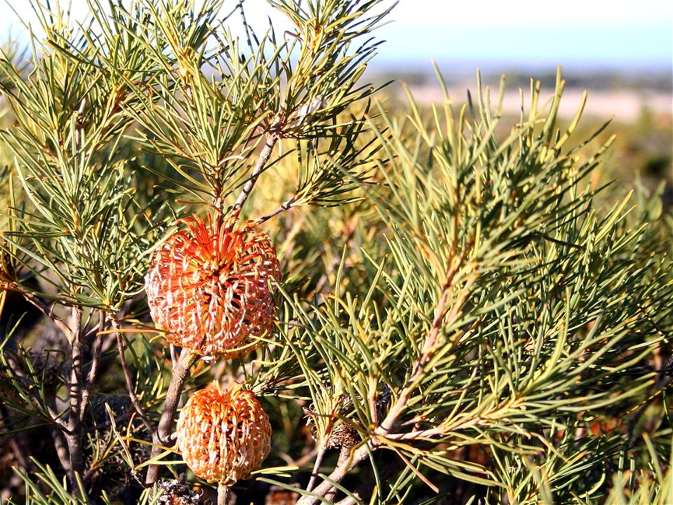 Banksia sphaerocarpa pumilio, from gravelpit near Cataby