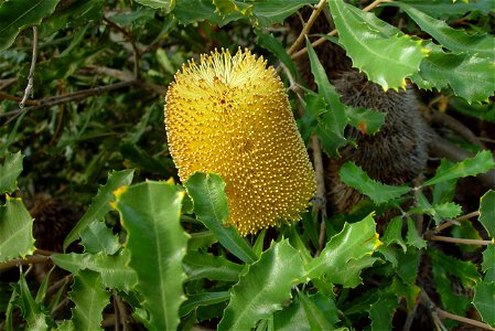 Image title: Yellow flower spike of Banksia media flowering
Image from Public domain images website, http://www.public-domain-image.com/full-image/flora-plants-public-domain-images-pictures/flowers-pu
