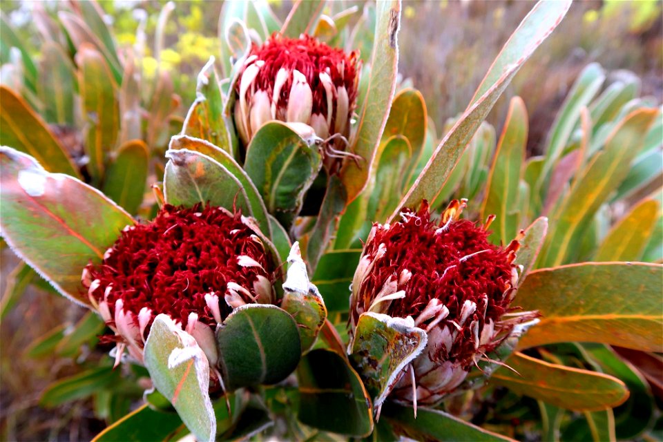 Strapleaf Sugarbush (Protea lorifolia)