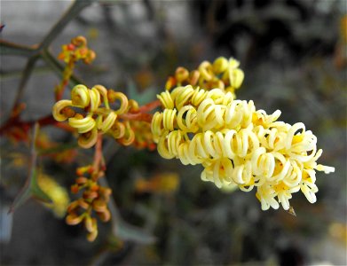 Grevillea synapheae 'Picasso' at the San Diego Home & Garden Show, California, USA. Identified by exhibitor's sign.