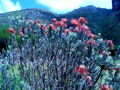 Leucospermum reflexum bush. photo