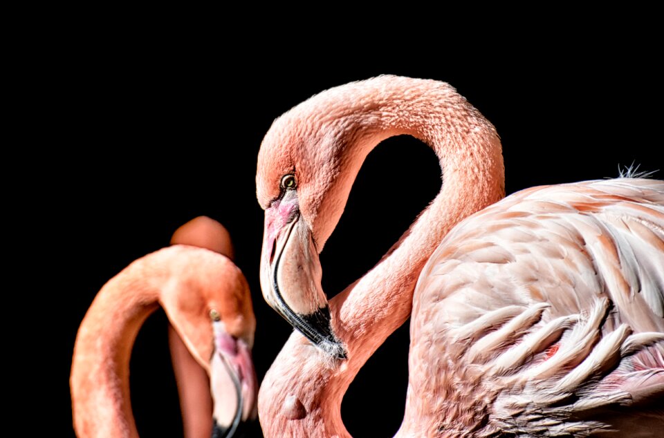 Feather pride tierpark hellabrunn