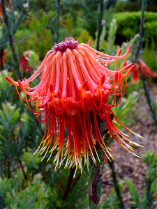 Leucospermum reflexum photo