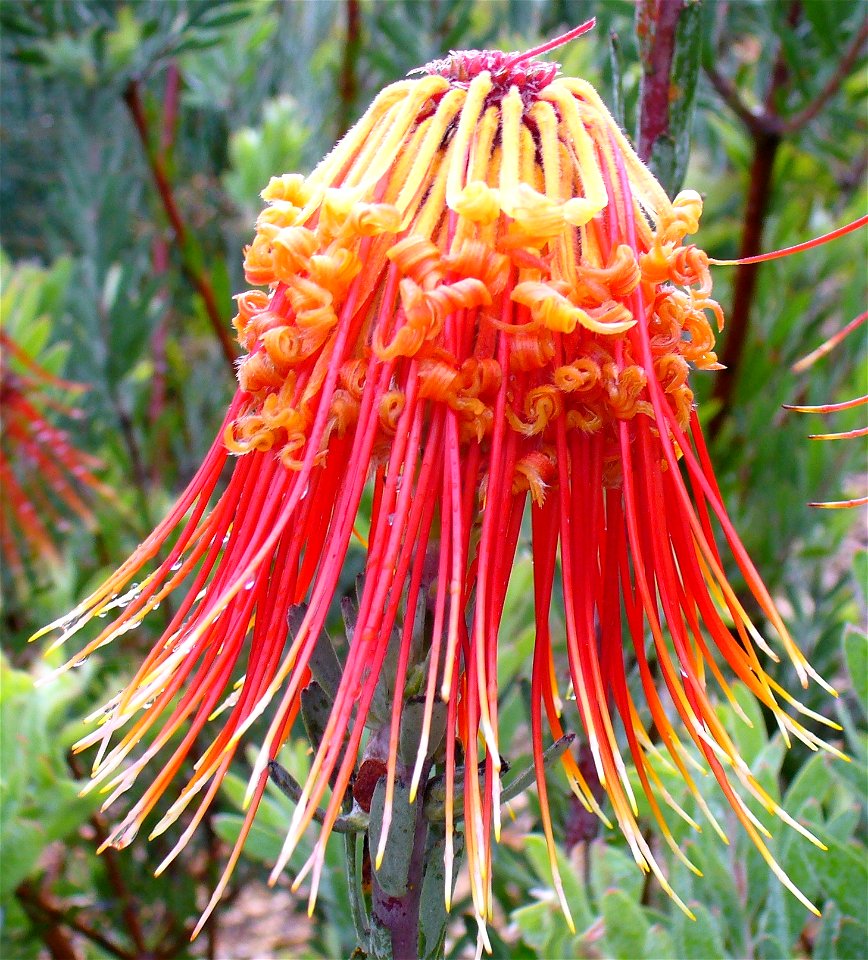 Leucospermum reflexum