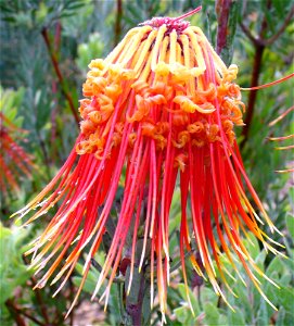 Leucospermum reflexum