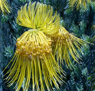 Leucospermum reflexum var. luteum

Kirstenbosch 2006
Andrew Massyn