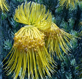 Leucospermum reflexum var. luteum Kirstenbosch 2006 Andrew Massyn photo