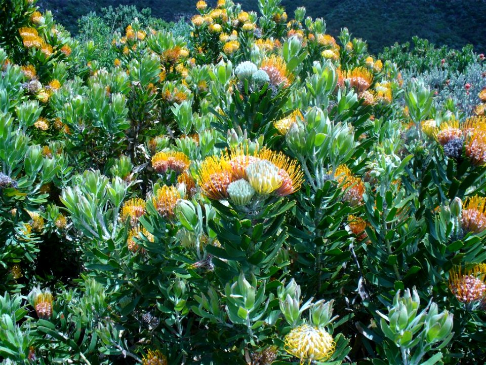 Andrew Massyn

Kirstenbosch 2006
