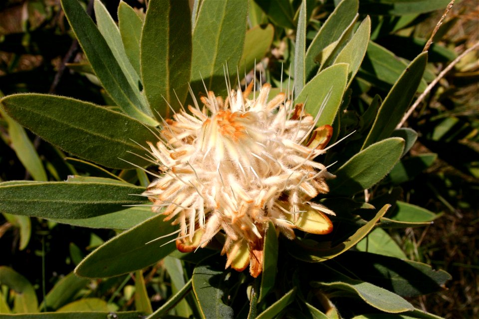 Protea welwitschii Engl., flowerhead, Krantzberg near Thabazimbi, South Africa