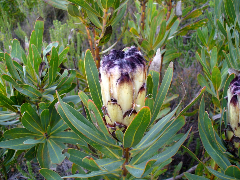 Black bearded protea. Silvermine, Cape Town