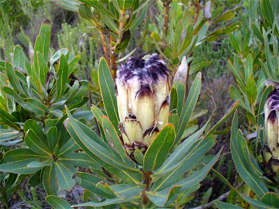 Black bearded protea. Silvermine, Cape Town photo