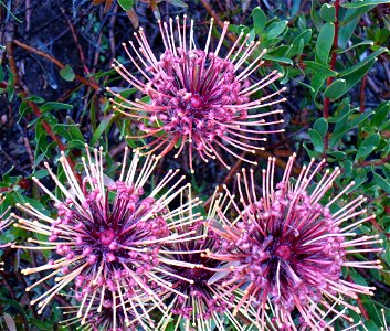 Leucospermum tottum var. galbrum flower