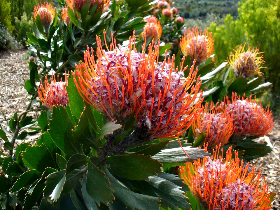 Outeniqua pincushion