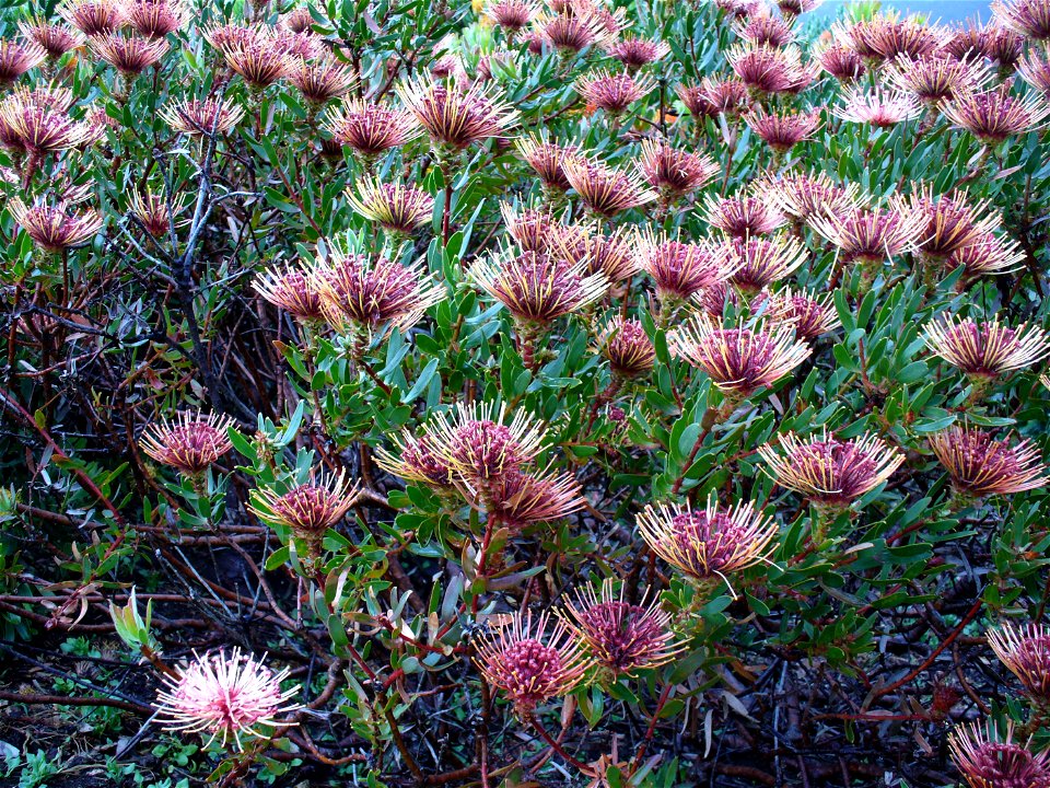Leucospermum tottum var. glabrum bush