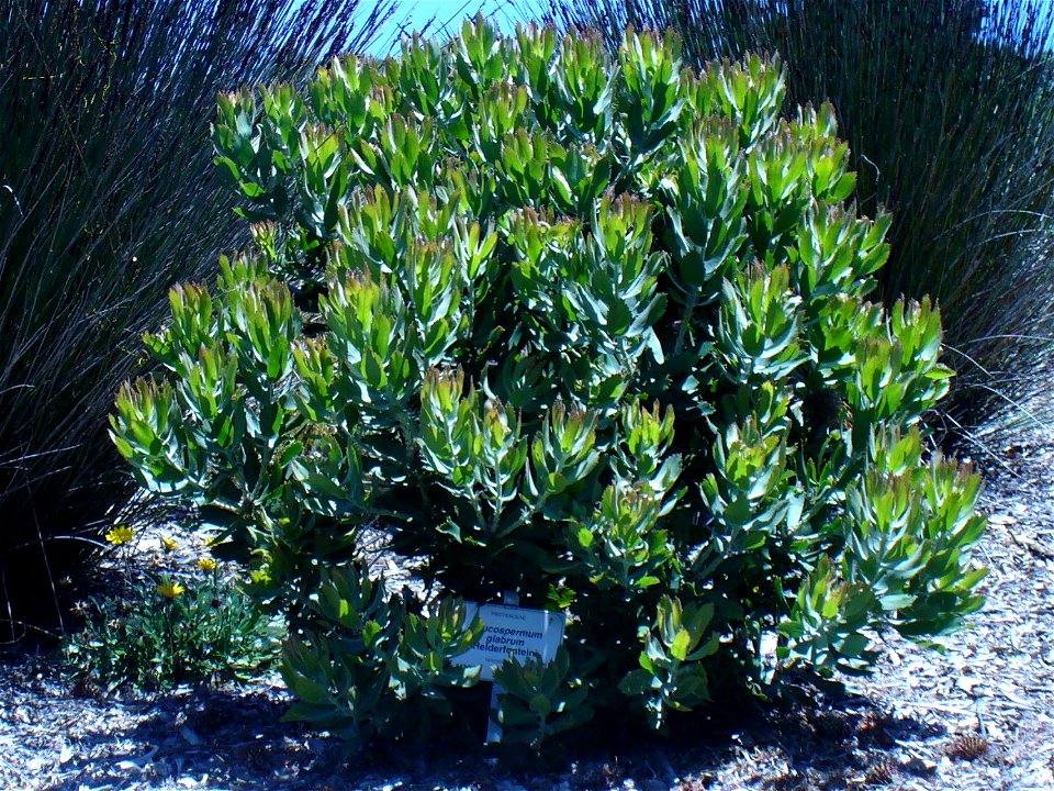 Leucospermum glabrum