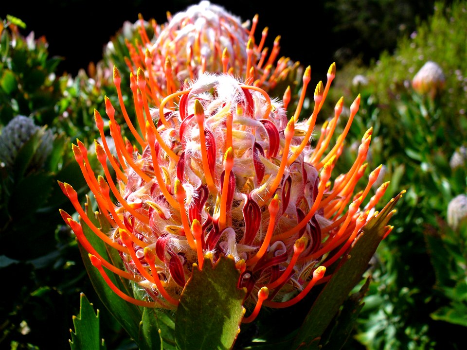 Outeniqua pincushion Kirstenbosch Gardens Cape Town