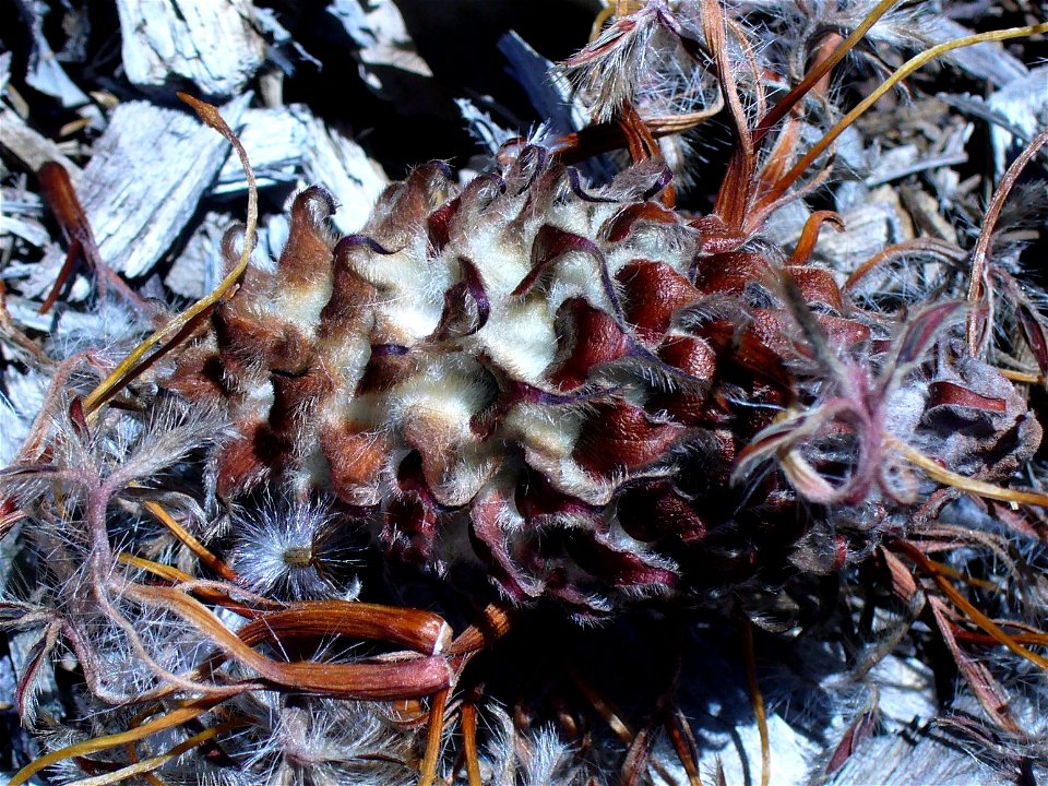 Leucospermum glabrum, seed head