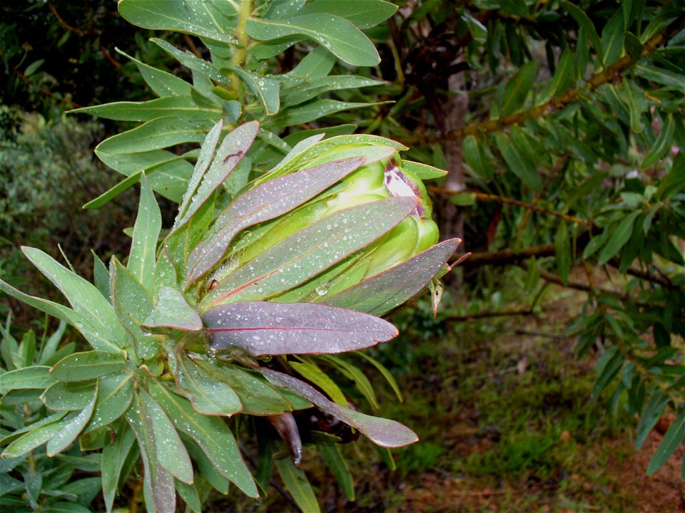 Green sugarbush flower