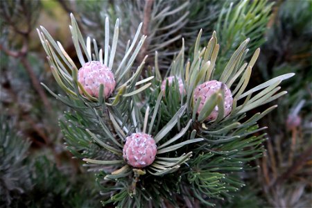 Linearleaf Conebush (Leucadendron album)