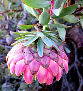 Protea sulphurea flower