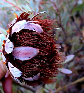 Protea sulphurea flower
