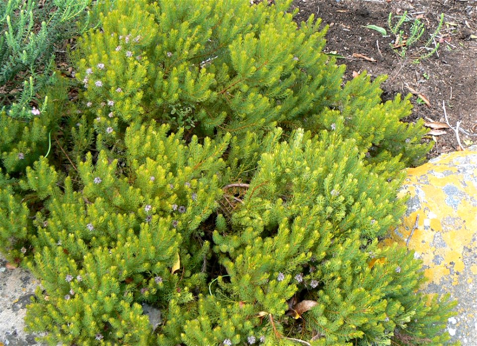 The Strawberry Spiderhead plant of Cape Town. Now extinct in the wild. Photo taken in Kirstenbosch gardens. Serruria aemula subspecies congesta.