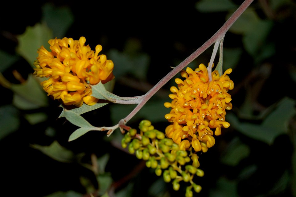 Grevillea 'Kimberley Gold' (hybrid of Grevillea miniata and Grevillea wickhamii)flowers