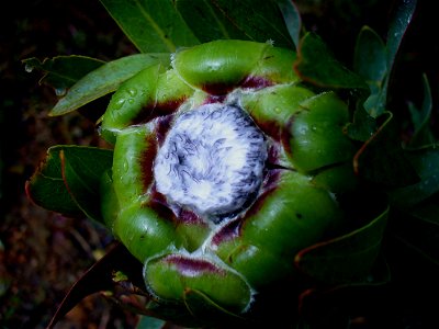 Green sugarbush 2