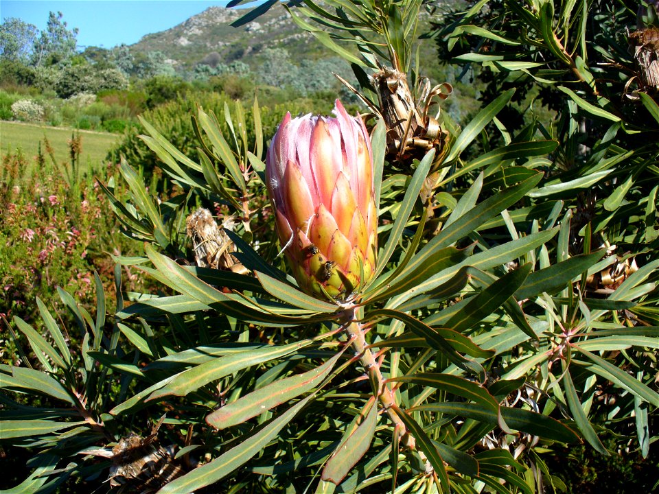 Kirstenbosch Gardens Cape Town