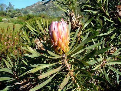 Kirstenbosch Gardens Cape Town photo
