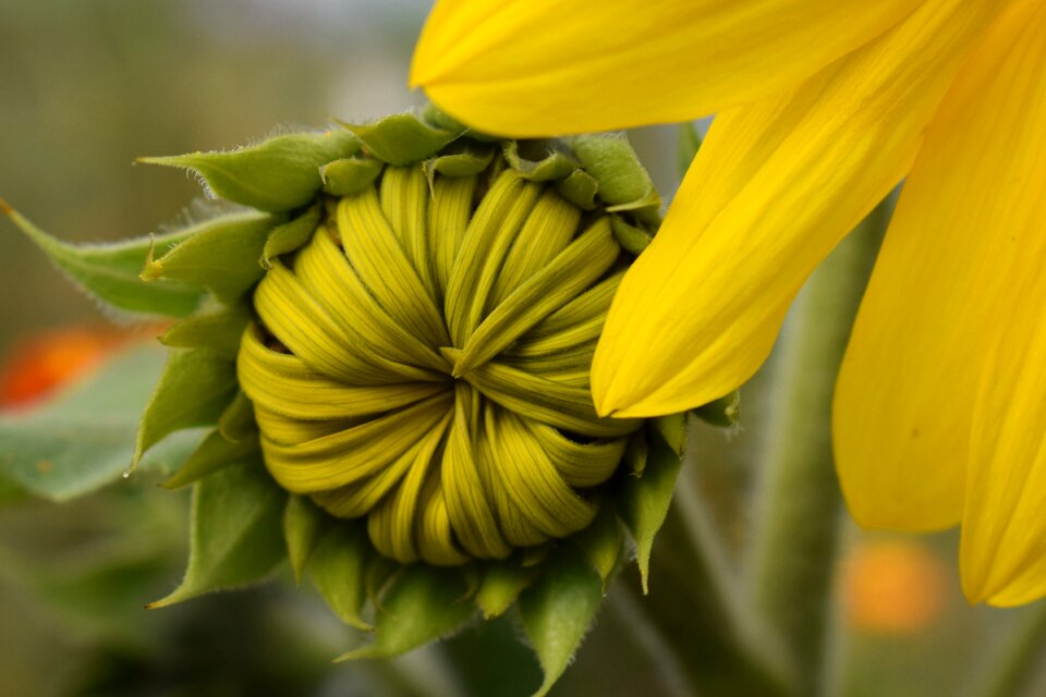 Blossom flower yellow