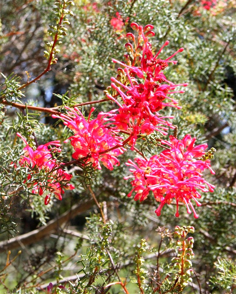 Grevillea georgiana, Hunter Regional Botanic Gardens