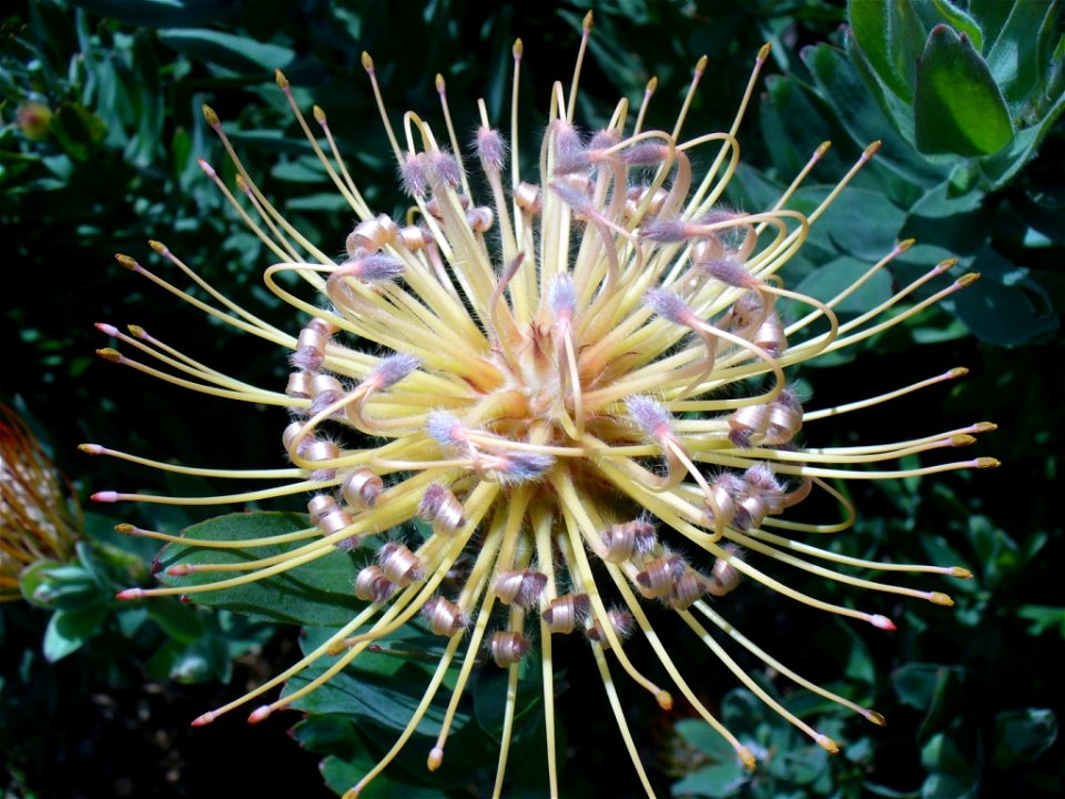 Kirstenbosch 2006

Andrew Massyn