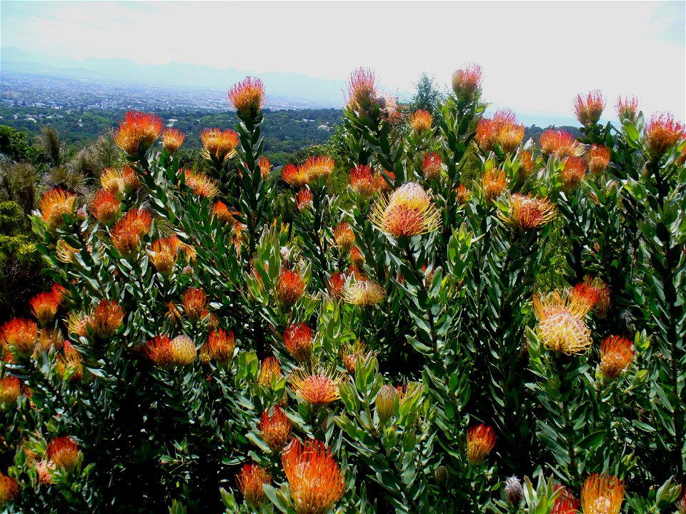 Kirstenbosch 2006

Andrew Massyn