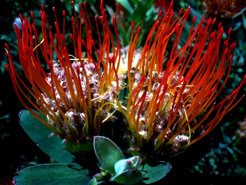 Kirstenbosch 2006

Andrew Massyn