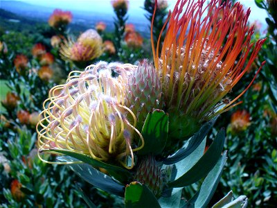 Kirstenbosch 2006

Andrew Massyn