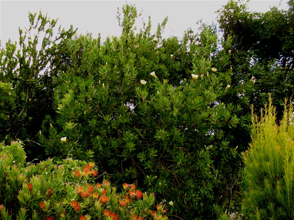 Protea mundii bush