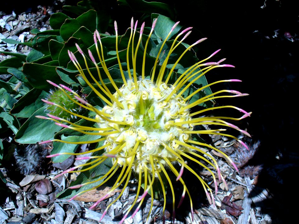 Leucospermum grandiflorum