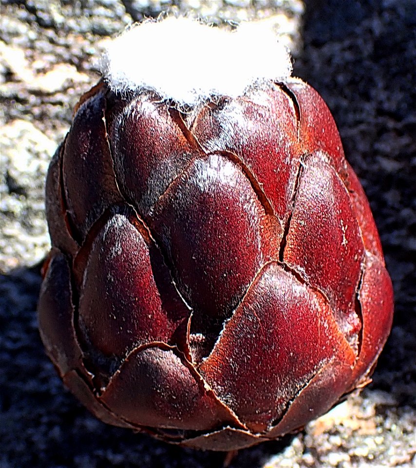 Kouga Sugarbush (Protea vogtsiae)